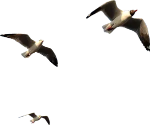 Seagullsin Flight PNG image