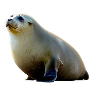 Seal Art Png Psa PNG image