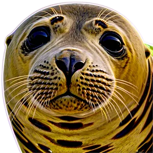 Seal Drawing Png Bsp PNG image