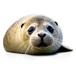 Seal Eating Png Myp11 PNG image