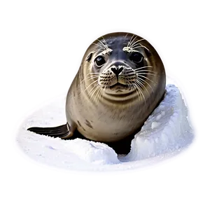 Seal In Snow Png Fut10 PNG image