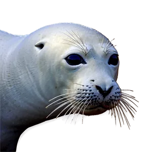 Seal In Snow Png Osd PNG image