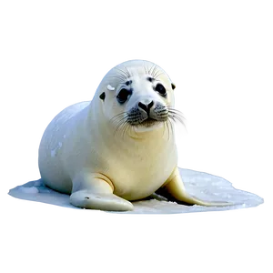 Seal In Snow Png Wvy PNG image