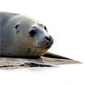 Seal On Rock Png 60 PNG image