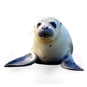 Seal Playing Png 05242024 PNG image