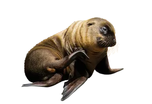 Seal Pup Scratching Isolated Background