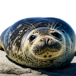 Seal Resting Png 90 PNG image