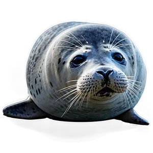 Seal Resting Png Qkw PNG image