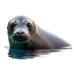 Seal Swim Png Aln PNG image