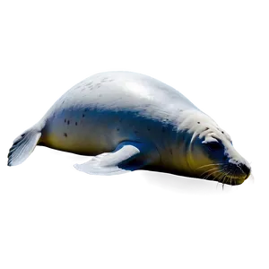Seal With Fish Png 71 PNG image