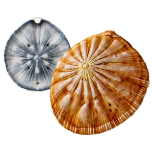 Seashell And Sand Dollar PNG 33