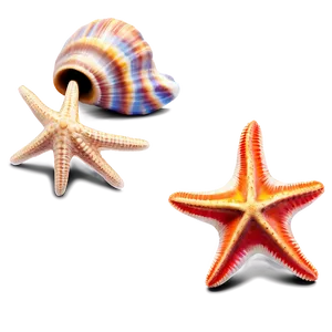 Seashell And Starfish Clipart Png 06262024 PNG image