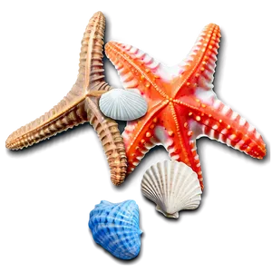Seashell And Starfish PNG 05242024