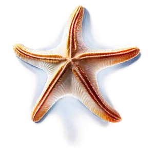 Seashell And Starfish PNG 05242024