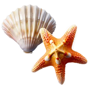Seashell And Starfish PNG The