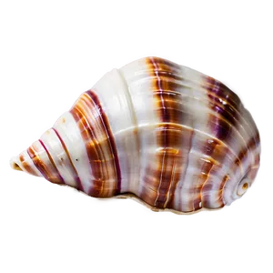 Seashell Background Clipart PNG 06262024