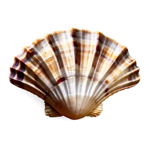 Seashell Background Clipart PNG Uau35