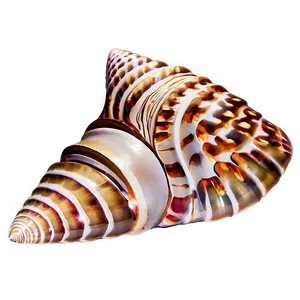 Seashell Bathroom Decor PNG Wik7 PNG