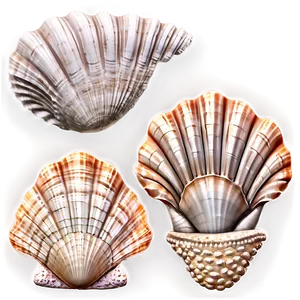 Seashell Boho Chic Style PNG 05242024 PNG