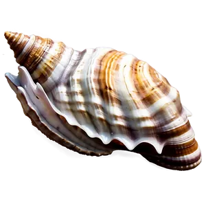 Seashell Boho Chic Style PNG Elc PNG