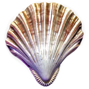 Seashell Boho Chic Style PNG Ncl PNG