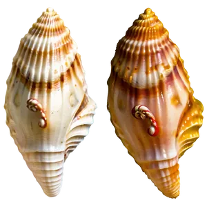 Seashell Boho Chic Style PNG Qlo PNG