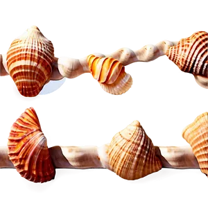 Seashell Border Clipart Png 06262024 PNG image