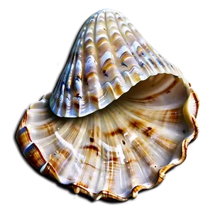 Seashell Cartoon Image PNG Ldn
