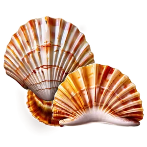 Seashell Clipart B PNG image