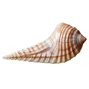 Seashell Close-up Detail PNG 05242024 PNG