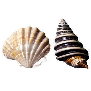Seashell Collection Vintage PNG 06132024 PNG