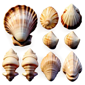 Seashell Collection Vintage PNG 81 PNG