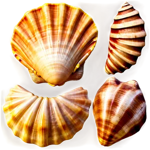 Seashell Collection Vintage PNG Oqs PNG