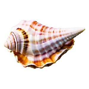 Seashell Conch Shell Png Nin93 PNG image