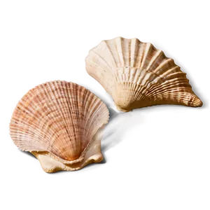 Seashell Harmony PNG 3 PNG