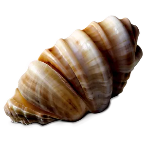 Seashell Harmony PNG Bxm15 PNG