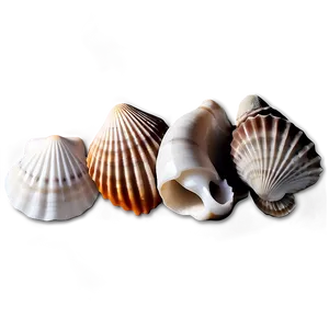Seashell Icon Set PNG 78