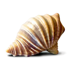 Seashell Icons PNG 78 PNG