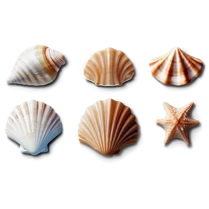 Seashell Icons PNG Iku PNG