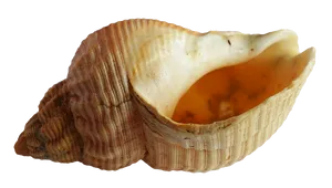Seashell Isolatedon Transparent Background PNG image