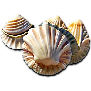 Seashell Kitchen Backsplash PNG Adp PNG