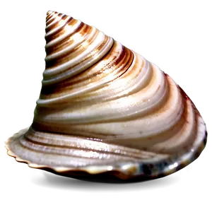 Seashell Meditation Theme PNG 63 PNG