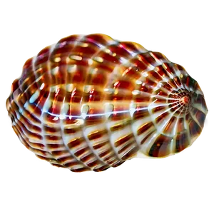 Seashell Ocean Conservation PNG 26 PNG