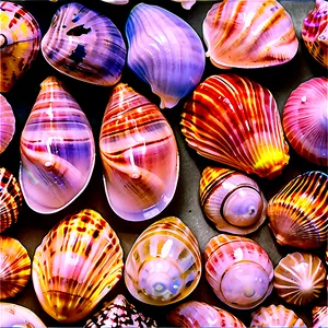 Seashell Ocean Conservation PNG Pdk15 PNG