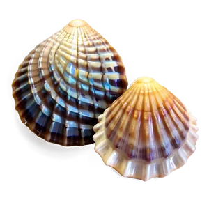 Seashell Ocean Conservation PNG Uuo47 PNG
