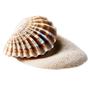 Seashell On Beach Sand PNG 05242024