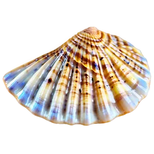 Seashell On Beach Sand PNG 51
