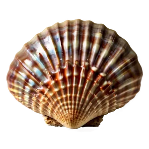 Seashell Paradise PNG Udg PNG