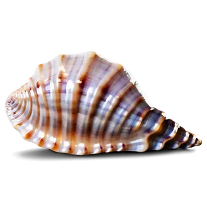 Seashell Pattern Background PNG 05242024