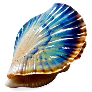 Seashell Scallop Design PNG 24